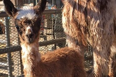 Orphaned Newborn Alpaca Thrives When Telepathic Communication Creates Optimal Solutions for Survival.