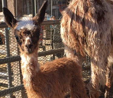 Case Study:  Orphaned Newborn Alpaca Thrives When Telepathic Communication Creates Optimal Solutions for Survival.