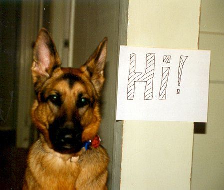 Cavu, German Shepherd, loves to communicate.