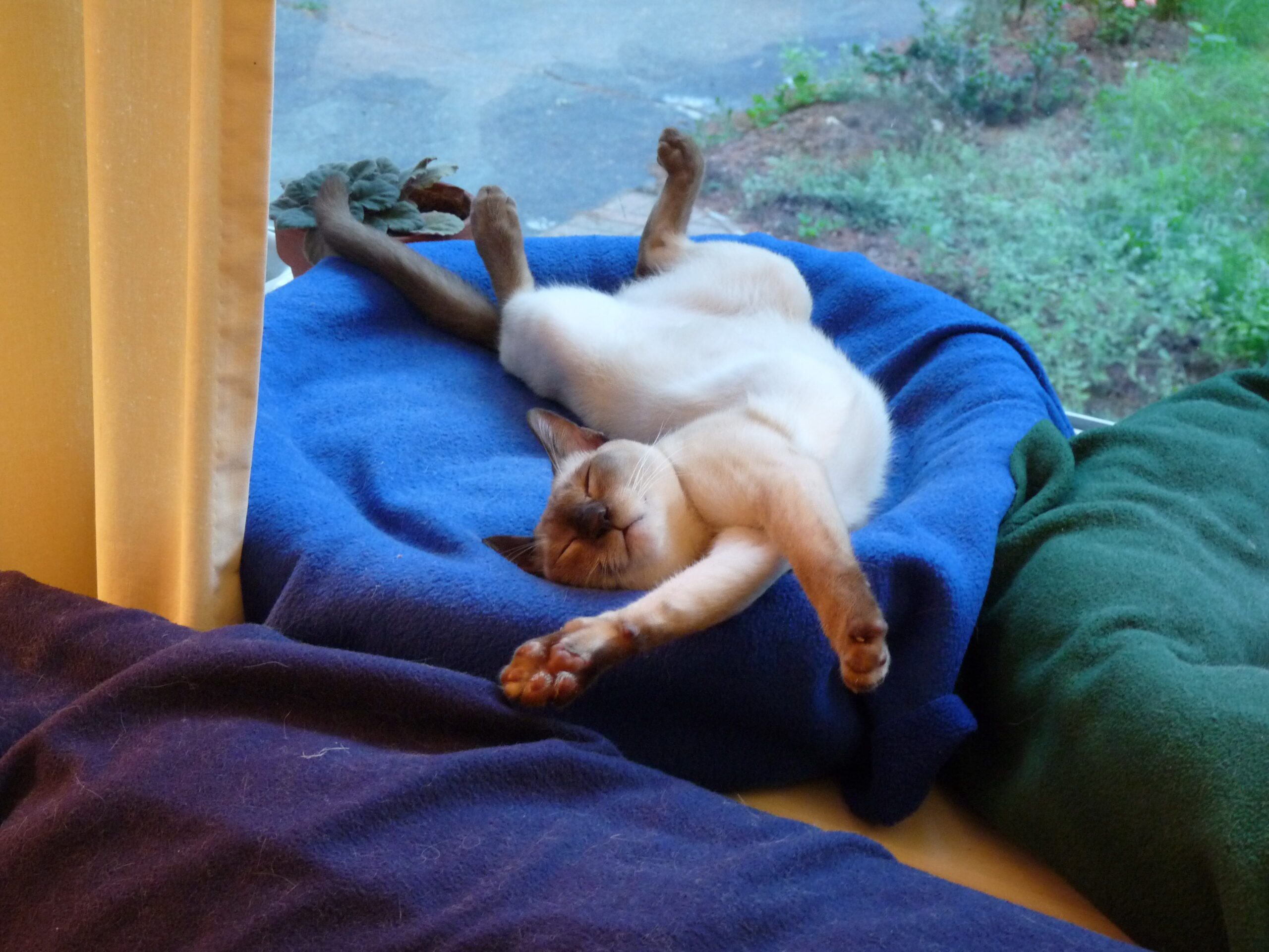 Melissa sprawled asleep in cat bed.