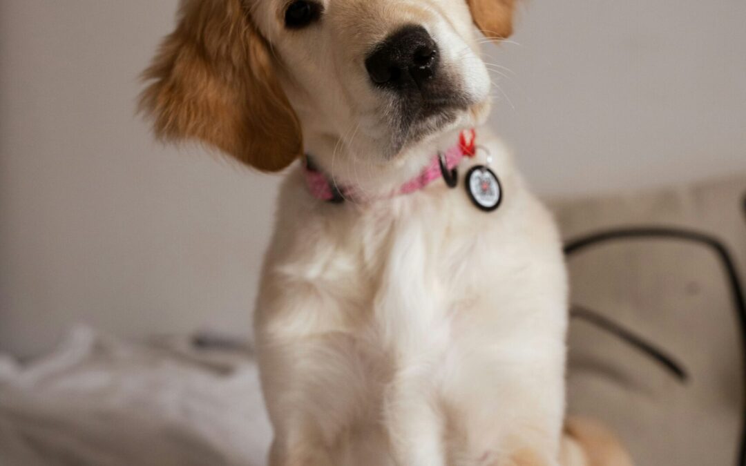 On Being an Animal Communicator Professional