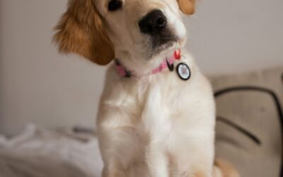 On Being an Animal Communicator Professional