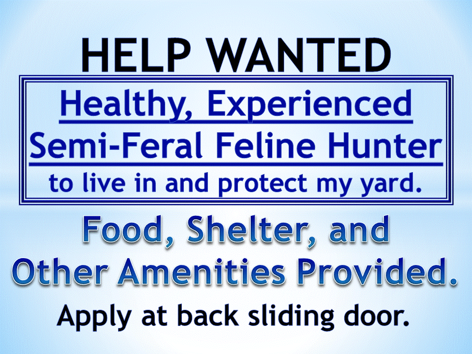 Help Wanted: Feline Hunter