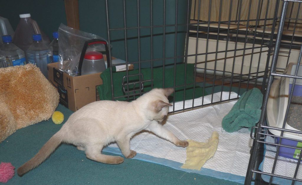 Melissa Returns: Saving a Traumatized Kitten - Rays of Healing Light