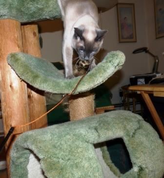 Starlight in cat tree with toy.