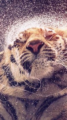 Tiger in bliss.