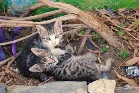 Kittens ourside.