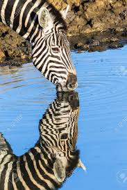 Zebra Reflection in Water